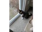 Adopt Joy a Brown Tabby Domestic Shorthair / Mixed (short coat) cat in Durham