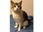 Adopt Hopscotch a White Domestic Shorthair / Domestic Shorthair / Mixed cat in
