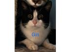 Adopt Gin a All Black Domestic Shorthair / Domestic Shorthair / Mixed cat in