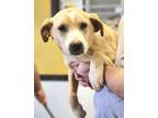 Adopt Zoey a Tan/Yellow/Fawn Shepherd (Unknown Type) / Mixed dog in Bowling