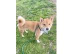 Adopt Chulo a Tan/Yellow/Fawn Mixed Breed (Medium) / Mixed dog in Baltimore