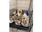 Adopt 55894811 a White Dachshund / Mixed dog in Hamilton, OH (41455318)