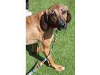 Adopt Lady a Red/Golden/Orange/Chestnut Mixed Breed (Medium) / Mixed dog in