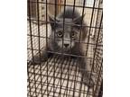 Adopt 24-83 a Gray or Blue Domestic Shorthair / Domestic Shorthair / Mixed cat