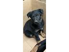 Adopt Travis a Black German Shepherd Dog / Mixed dog in Madera, CA (41454258)