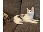 Adopt Ollie a Domestic Short Hair, American Shorthair