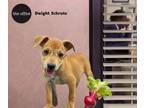Adopt Dwight Schrute a Mixed Breed