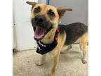 Adopt Trevor a Tan/Yellow/Fawn Shepherd (Unknown Type) / Mixed Breed (Medium) /