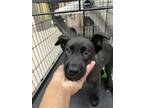Adopt Prince a Black Labrador Retriever / German Shepherd Dog / Mixed dog in