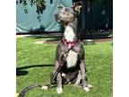 Adopt Lola a Gray/Blue/Silver/Salt & Pepper Shepherd (Unknown Type) / Mixed dog