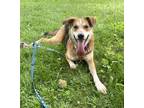 Adopt Garnett a Tan/Yellow/Fawn Hound (Unknown Type) / Mixed dog in Batavia