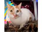 Adopt 655947 a White Domestic Shorthair / Domestic Shorthair / Mixed cat in