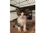 Adopt Andrew a Tabby