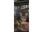 Adopt Asher a Tabby