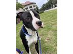 Adopt Malcolm a Black American Pit Bull Terrier / Mixed dog in Baton Rouge