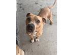 Adopt Prince* a Tan/Yellow/Fawn American Pit Bull Terrier / Mixed dog in Baton