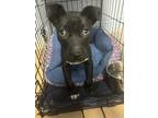 Adopt Linguini a Black Mixed Breed (Large) / Mixed dog in Chamblee