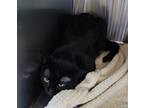 Adopt Obsidian a All Black Domestic Shorthair / Domestic Shorthair / Mixed cat