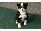 Adopt Royal a White Mixed Breed (Medium) / Mixed dog in Lynnwood, WA (41455299)