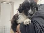 Adopt Chance a Black Mixed Breed (Medium) / Mixed dog in Lynnwood, WA (41455297)