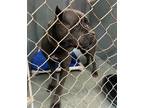 Adopt 55913713 a Gray/Blue/Silver/Salt & Pepper Cane Corso / Mixed dog in