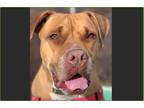 Adopt Jax a Red/Golden/Orange/Chestnut Boxer / Pit Bull Terrier / Mixed dog in