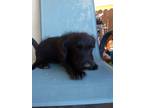 Adopt no name a Black Border Collie / Poodle (Toy or Tea Cup) / Mixed dog in