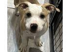 Adopt Bullwinkle a American Bully, Pit Bull Terrier
