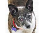 Adopt Brin a Black Mixed Breed (Small) / Mixed dog in Lansing, MI (41237533)