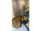 Adopt Rachel a Chocolate Other/Unknown / Other/Unknown / Mixed rabbit in