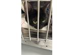 Adopt Doom a All Black Domestic Shorthair / Domestic Shorthair / Mixed cat in