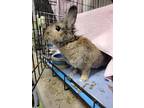 Adopt Whisky a Chocolate Other/Unknown / Other/Unknown / Mixed rabbit in