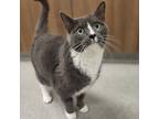 Adopt Lexi a Gray or Blue Domestic Shorthair / Domestic Shorthair / Mixed cat in