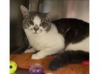 Adopt Silverpine a Domestic Shorthair / Mixed cat in Vancouver, WA (41413628)