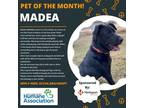 Adopt Medea AKA Maddie a Black Mixed Breed (Large) / Mixed dog in Eau Claire
