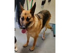 Adopt Rosie a Brown/Chocolate German Shepherd Dog / Mixed dog in South Abington