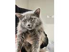 Adopt Link (Norrin Radd) a Gray or Blue Domestic Longhair / Mixed Breed (Medium)