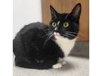 Adopt Shiro a All Black Domestic Shorthair / Domestic Shorthair / Mixed cat in
