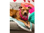 Adopt Lucille a American Pit Bull Terrier / Mixed dog in EFFINGHAM