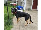 Adopt Princess a Black German Shepherd Dog / Mixed dog in Newport, KY (41344200)