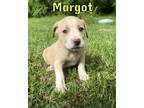 Adopt Margot a White Terrier (Unknown Type, Medium) / Mixed dog in Newport