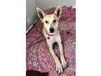 Adopt Alina a Tan/Yellow/Fawn - with White Carolina Dog / Mixed dog in Denver