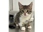 Adopt Cinnamon Roll a Domestic Mediumhair / Mixed cat in Brockville