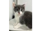Adopt Crepe a Domestic Mediumhair / Mixed cat in Brockville, ON (41455212)