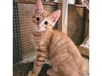 Adopt Cheddar a Domestic Medium Hair