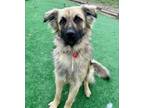 Adopt Shaggy a German Shepherd Dog