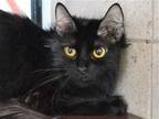 Adopt GEORGE a All Black Domestic Mediumhair / Mixed (medium coat) cat in