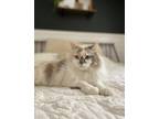 Adopt Ava a White (Mostly) Domestic Longhair / Mixed (long coat) cat in