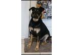 Adopt Sushi a Black - with Tan, Yellow or Fawn German Shepherd Dog / Rottweiler