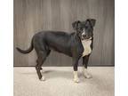 Adopt Angelina a Labrador Retriever dog in Georgetown, OH (41455179)